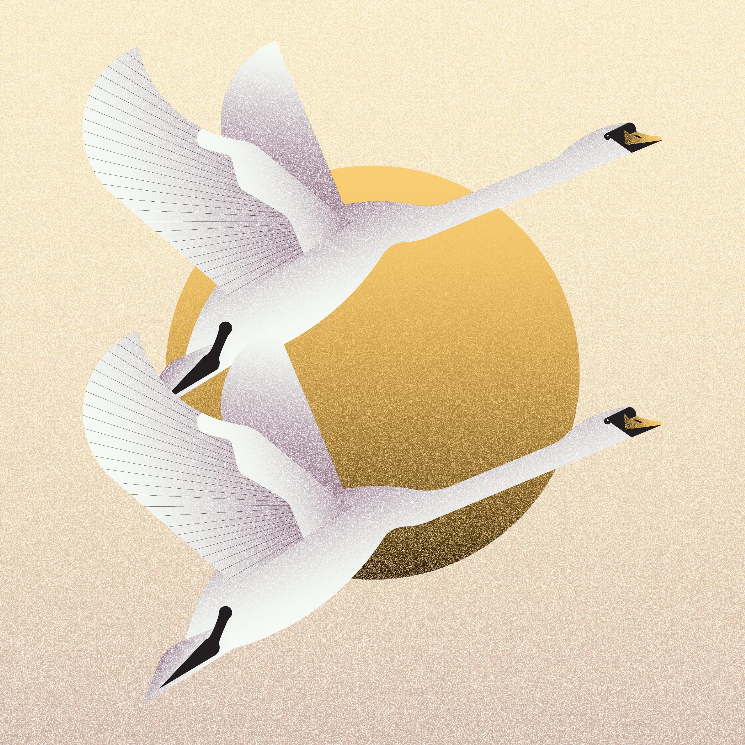 the-rural-post-ruth-ann-pearce-swans-series-wallpapers-01